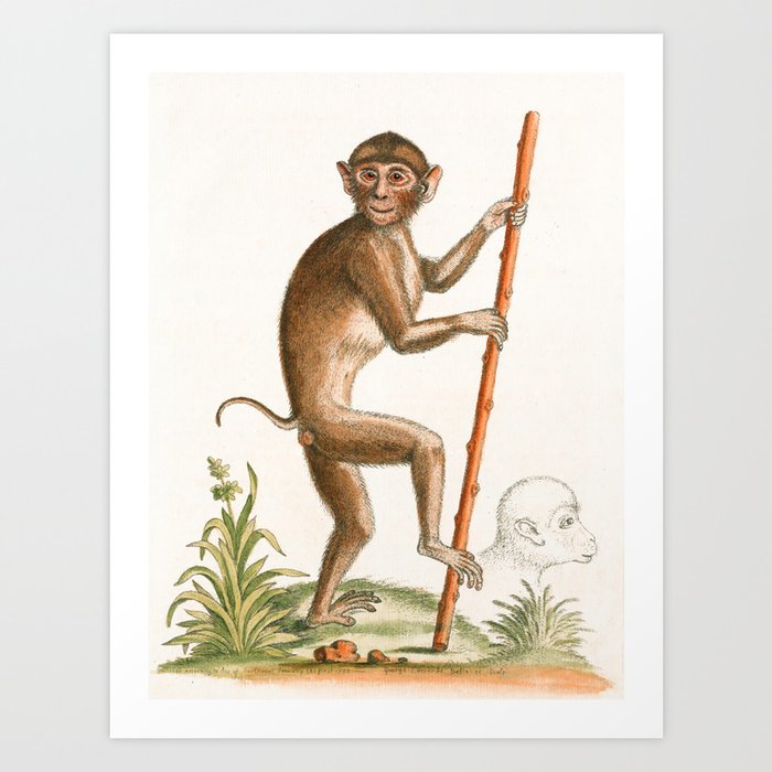 Monkey by George Edwards, 1758 (benefiting The Nature Conservancy) Art Print