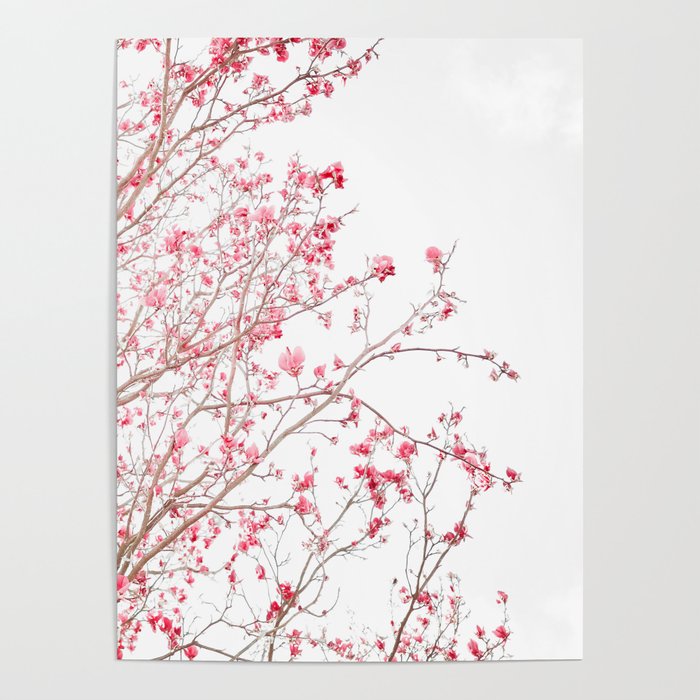 Pink Magnolias - Flower photography by Ingrid Beddoes Poster