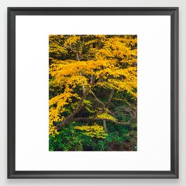 The Yellow Tree Framed Art Print