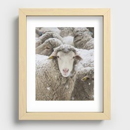 Winter Sheep Recessed Framed Print