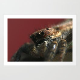 Spider on Red Art Print | Photo, Digital, Nature, Animal 