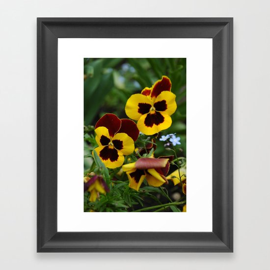 dear pansy Framed Art Print