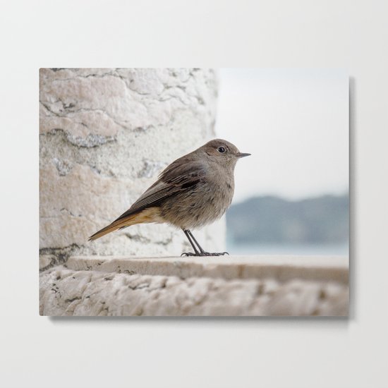 Bird Metal Print