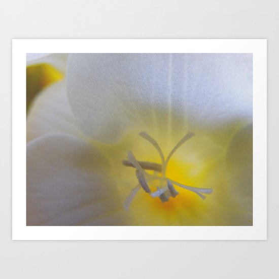 White Freesia #2 Art Print