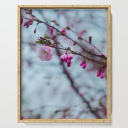 Blooming pink buds of cherry blossoms Serving Tray