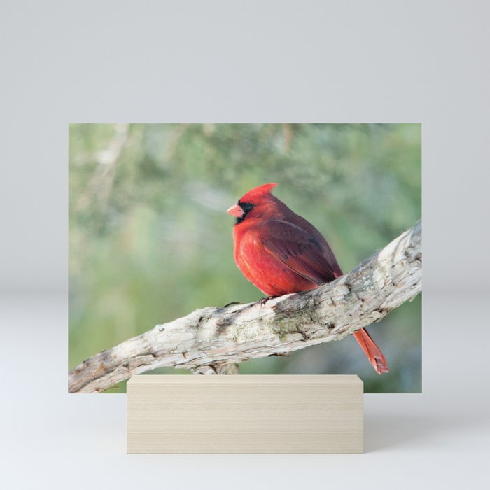 Serene Cardinal Mini Art Print