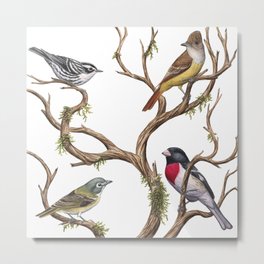 Four Songbirds Metal Print | Spring, Songbirds, Pretty, Nature, Watercolor, Naturalist, Migration, Flycatcher, Painting, Grosbeak 