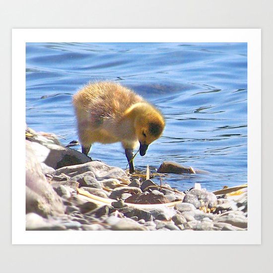 Gosling Art Print