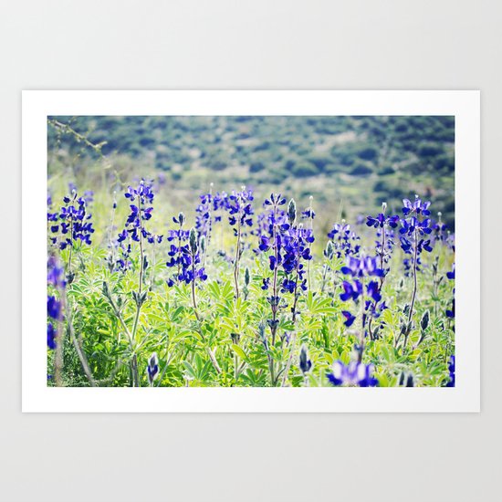 Wild Lupine Art Print