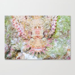 Flamboyant scorpionfish Canvas Print