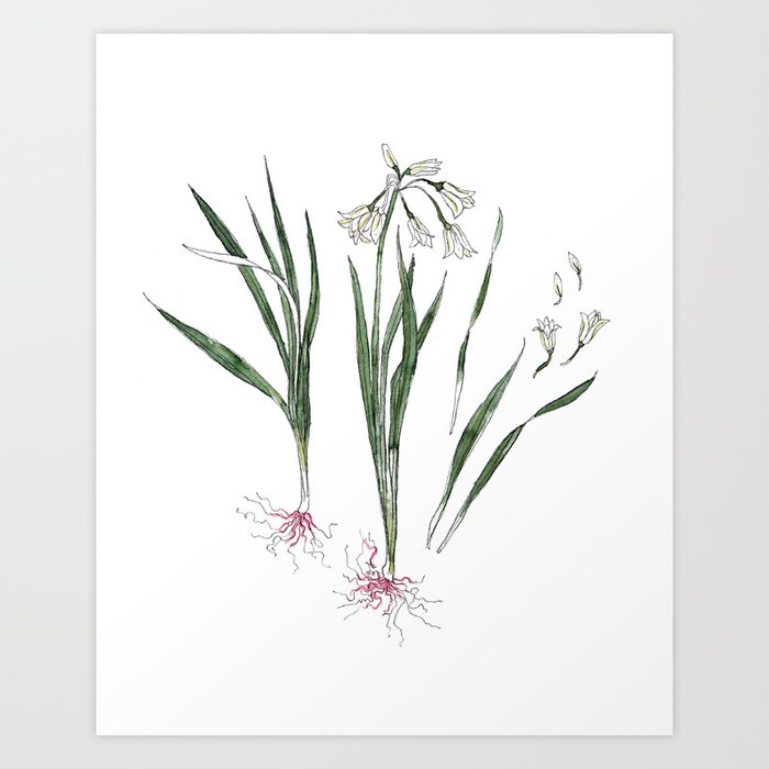 Onion Flower Edible Weeds Illustration Art Print
