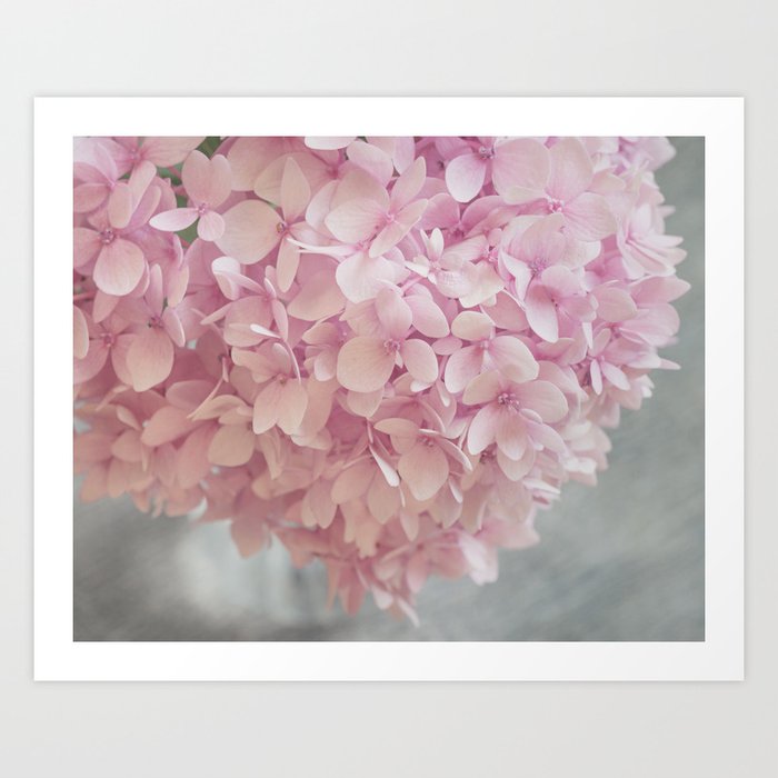 Delicate, pastel pink hydrangea flower Art Print