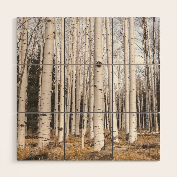 Trees of Reason - Birch Forest Wood Wall Art by Lost Kat | Society6