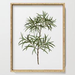 Vintage Bitter Willow Botanical Illustration on Pure White Serving Tray
