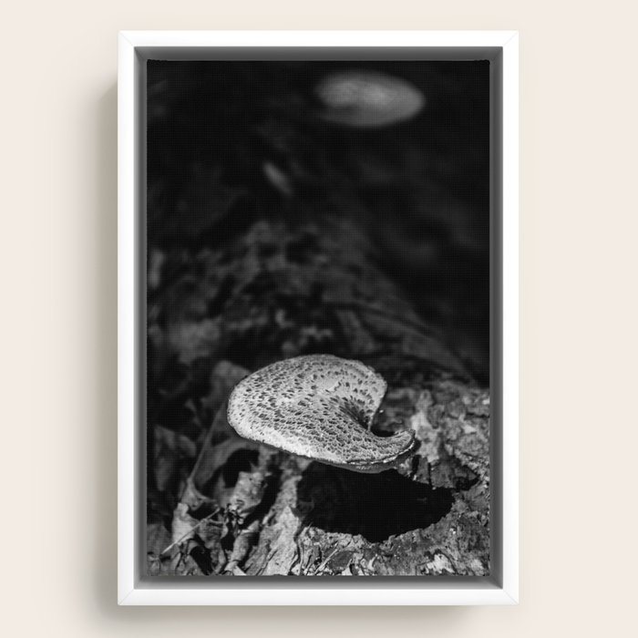 Framed Canvas