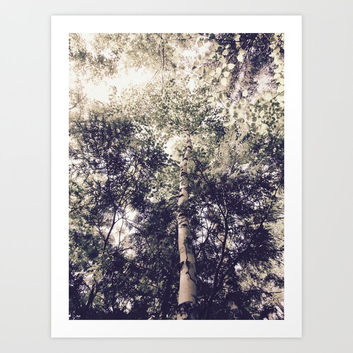 Dappled Light Filtered Through Trees Art Print