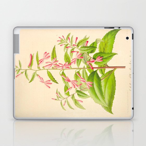 Lobelia Ghiesbreghtii Vintage Botanical Floral Flower Plant Scientific Illustration Laptop & iPad Skin