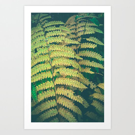 Woodland Fern Art Print