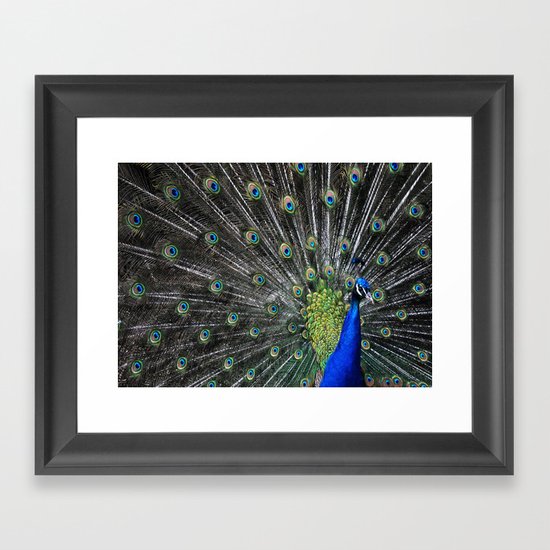 Peacock Framed Art Print