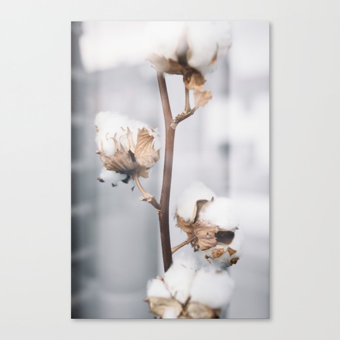 Cotton soft tones | warm colors photography | Canvas Print