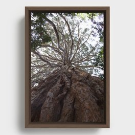 Sequoia Tree Framed Canvas