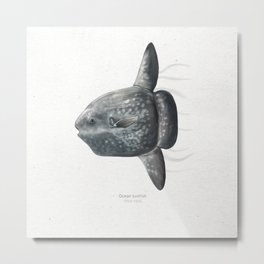 Mola mola (ocean sunfish) scientific illustration art print Metal Print