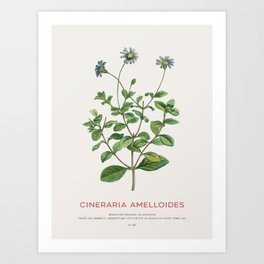 Blue daisy bush or Cineraria Amelloides Art Print | Bluedaisy, Plant, Blue, Floral, Botanical, Feliciaamelloides, Watercolor, Flower, Beautiful, Vintagrafica 