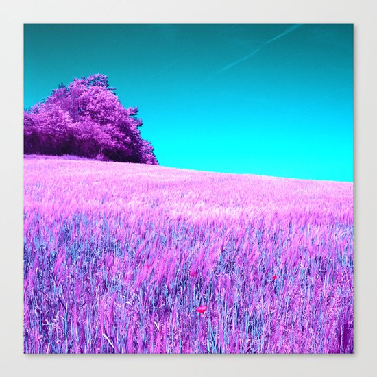 purple corn field II Canvas Print