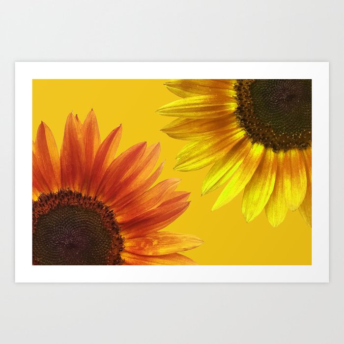 Two big sunflower blossoms - yellow Art Print