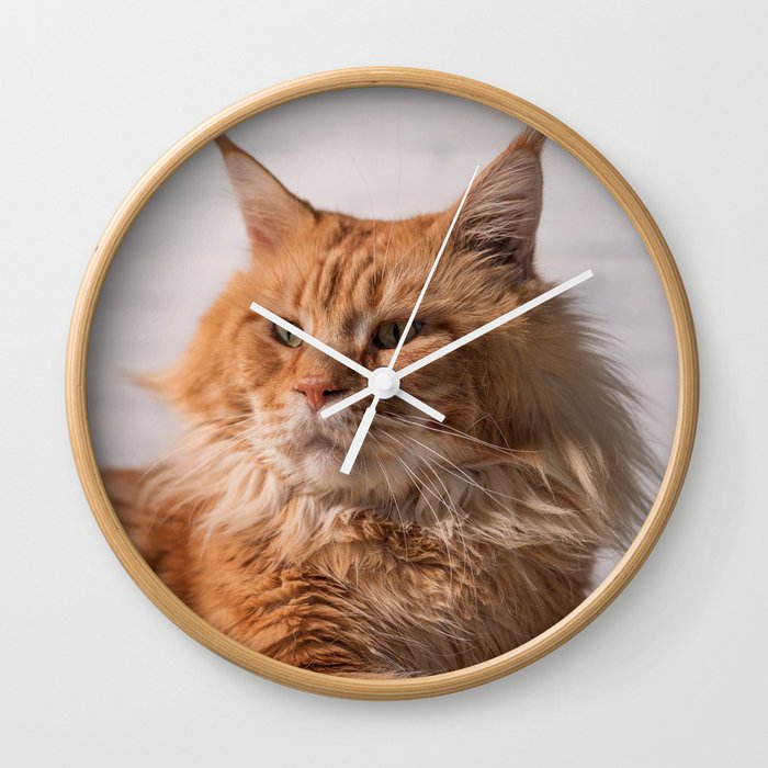 Purebred red Maine Coon cat lying on the floor at home Wall Clock