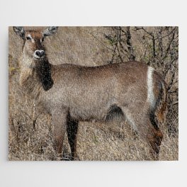South Africa Photography - Waterbuck At The African Savannah Jigsaw Puzzle