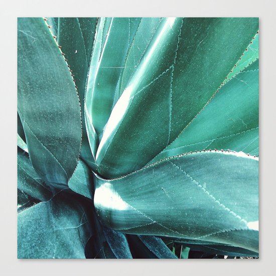 Cactus Canvas Print