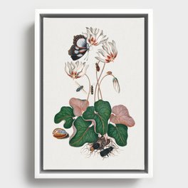 Cyclamen, Northern dune tiger beetle, Leaf beetle, Flesh fly and Wasp beetle from the Natural History Cabinet of Anna Blackburne Framed Canvas