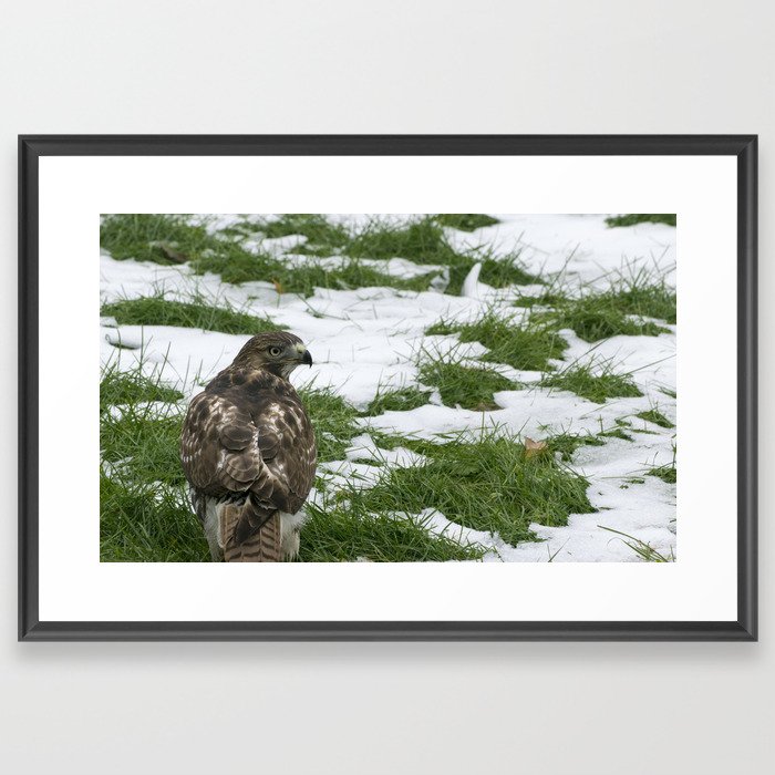 Hawks Winter Glance Framed Art Print