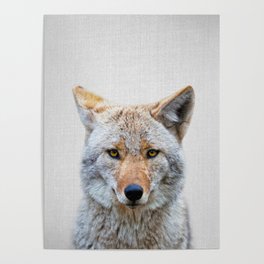 Coyote - Colorful Poster