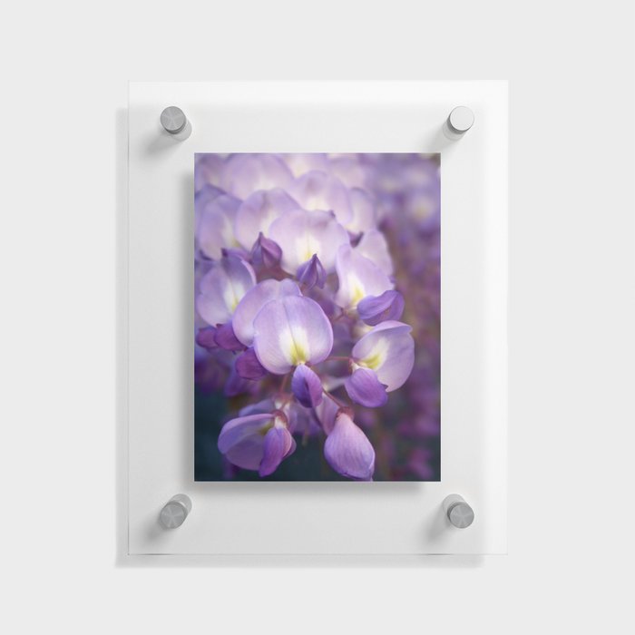 Single Stem Of Wisteria Vine Flower Close Up Photography Floating Acrylic Print