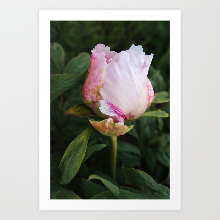 Beautiful Peony | Flower Photography | Pink Art Print