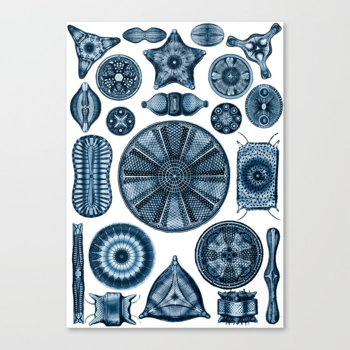 Ernst Haeckel Diatomea Diatoms in Navy Blue Canvas Print