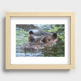 Hippo In The Water Recessed Framed Print