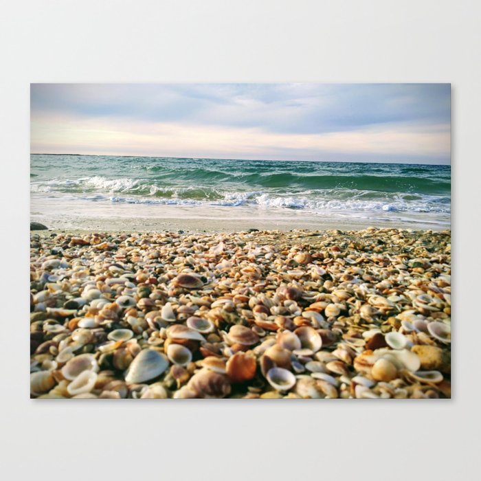 Shells  Canvas Print