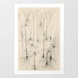 Santiago Ramon y Cajal Neurons Drawing Art Print