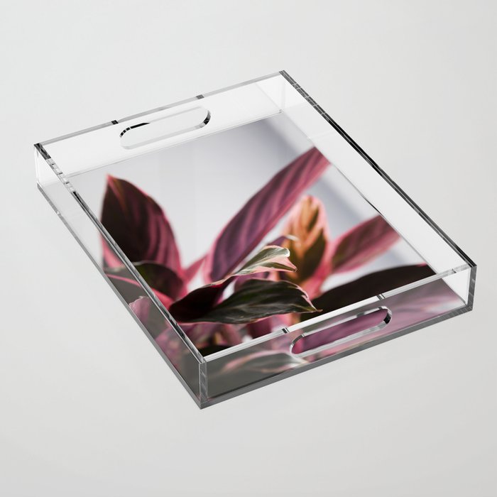 Stromanthe Triostar II  |  The Houseplant Collection Acrylic Tray
