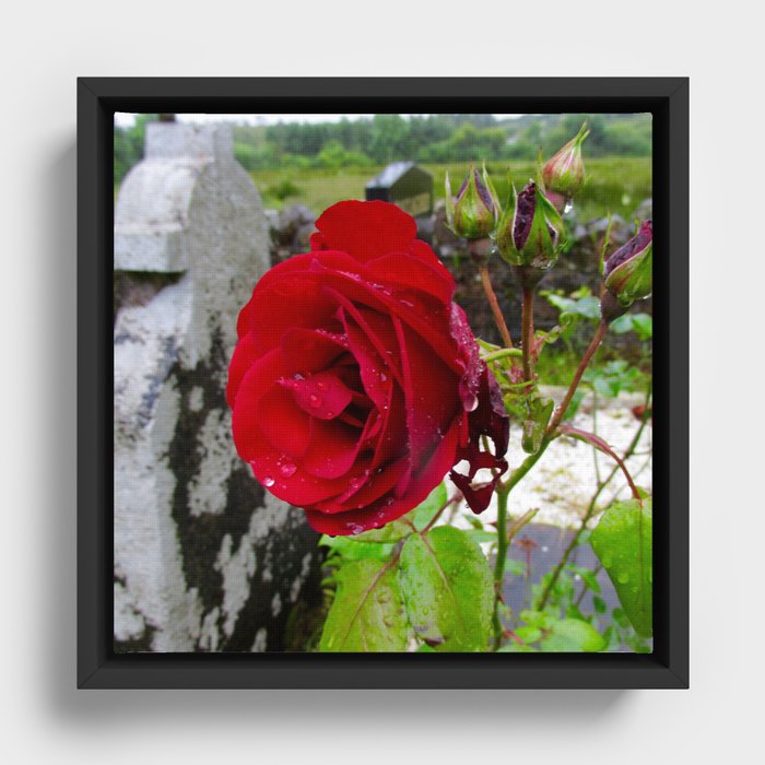 She, a Rose Framed Canvas