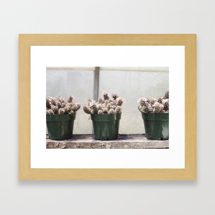 Three Little Cacti Framed Art Print