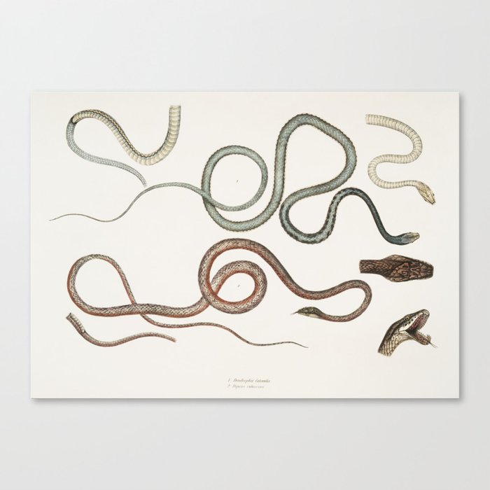 Side Streaked Tree Snake & Reddish Dipsus Canvas Print