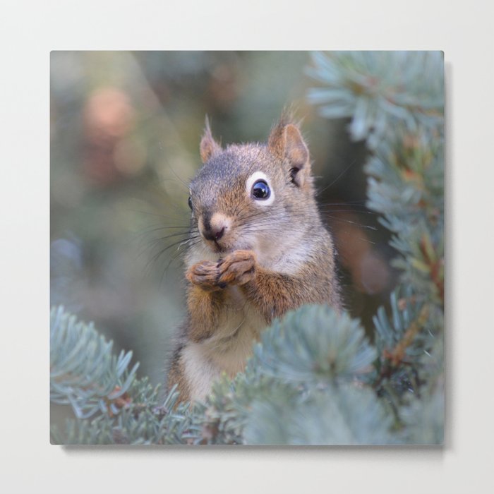 Mr. Squirrel ~ I Metal Print
