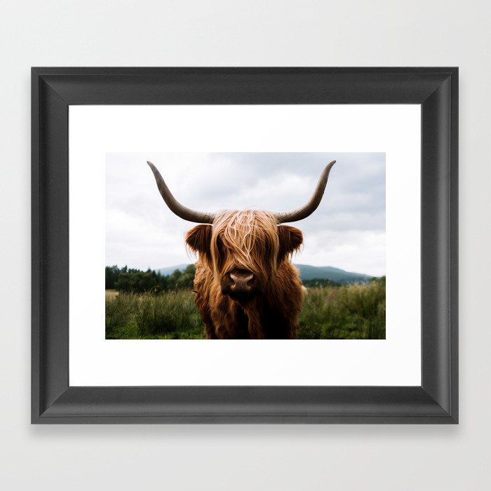 Scottish Highland Cattle In Scotland Portrait Ii Framed Art Print - Scottish Highland Cow Framed Picture Scottish Highland Cattle In Scotland Portrait Ii Framed Art Print - Scottish Highland Cow Framed Picture