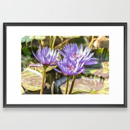 Lavender Lotus Framed Art Print