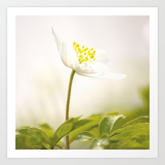 Wood Anemone Art Print