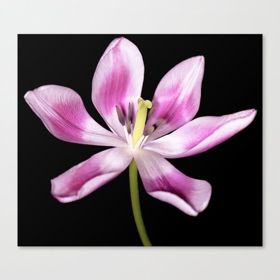 Open for spring Canvas Print